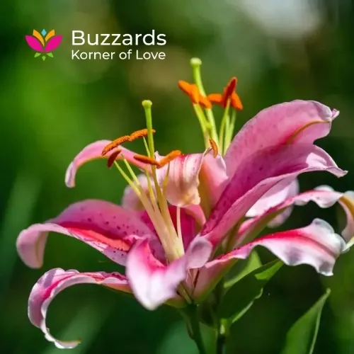 Buzzards Korner of love